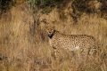 2012-07-14 Namibia 185 - Amani Lodge - Game Drive - Gepard